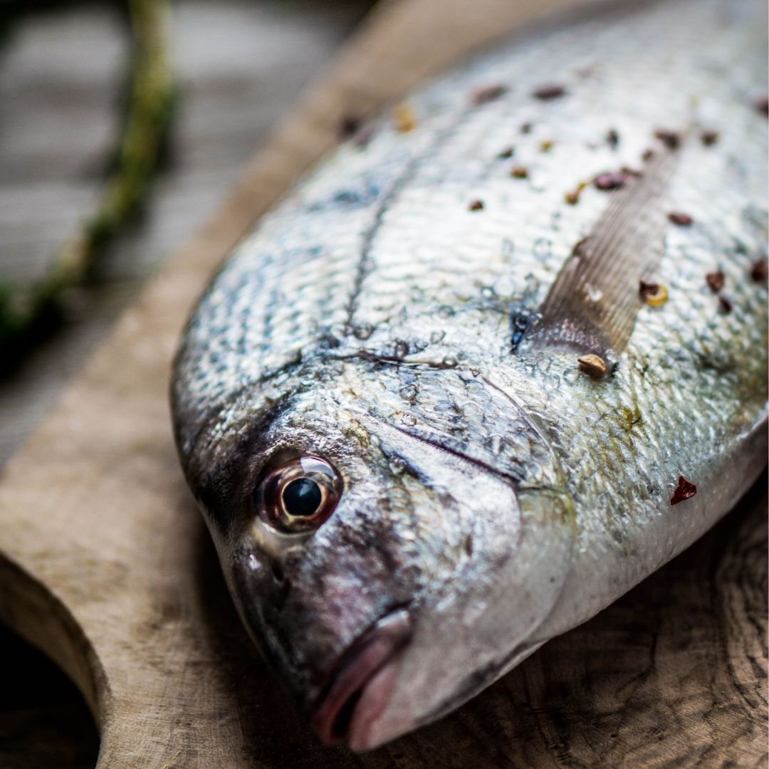 dorade grise - poisson frais