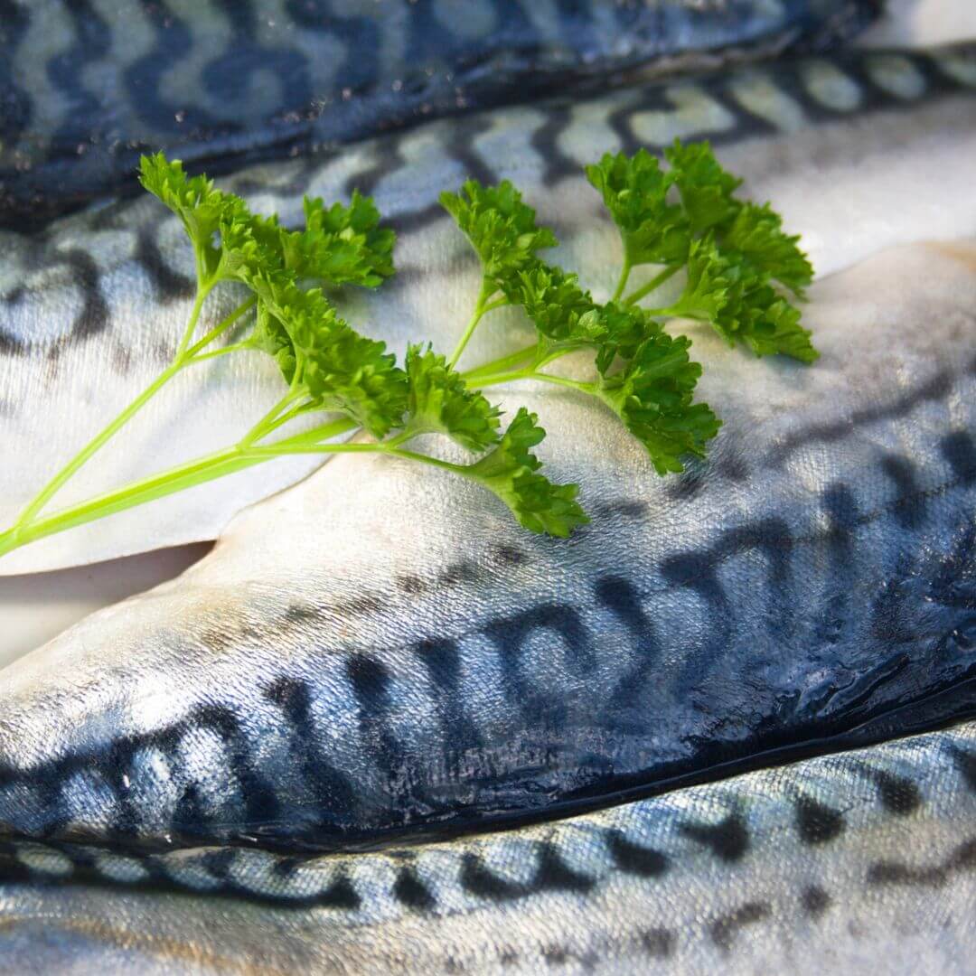 filet-maquereau