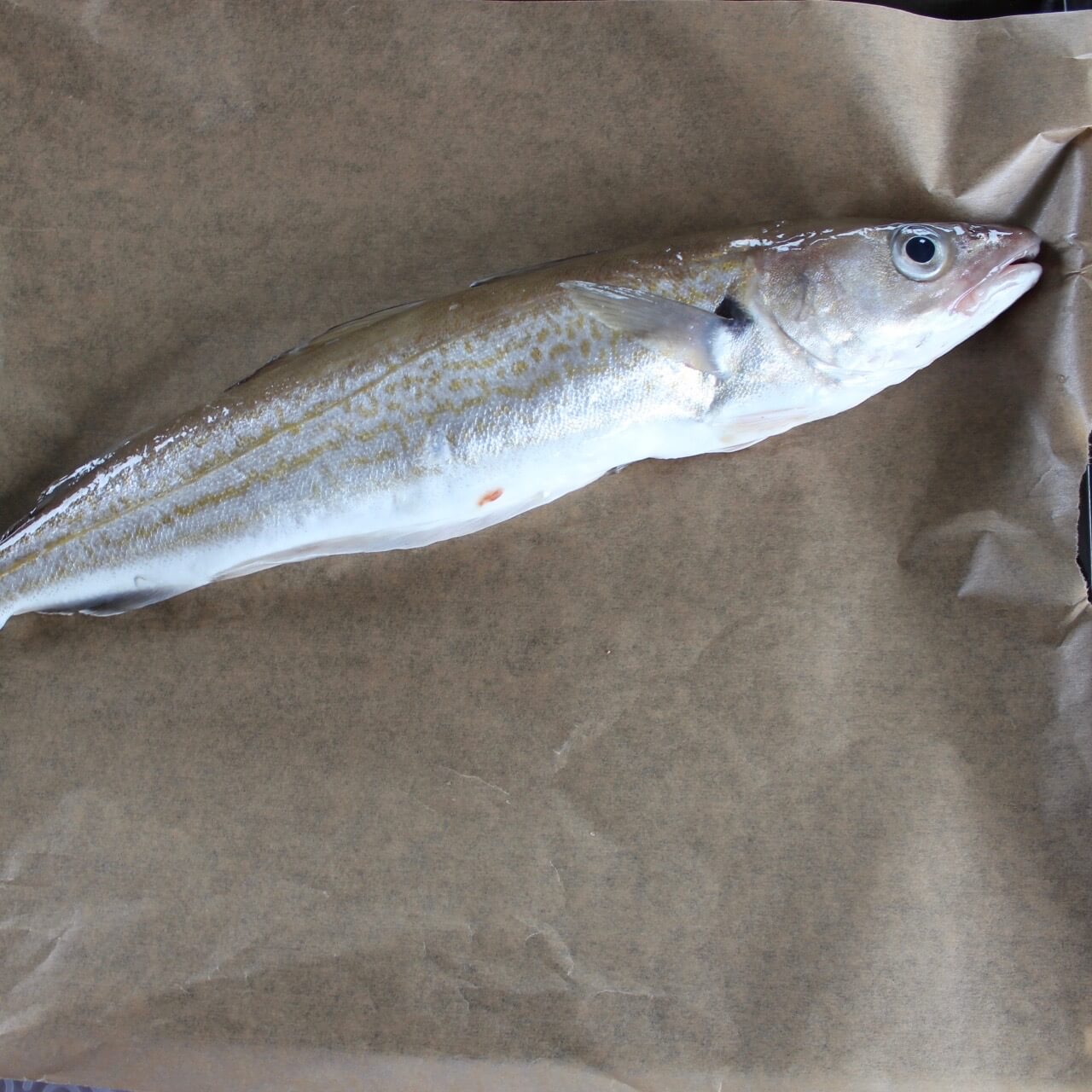 merlan entier - poisson de ligne