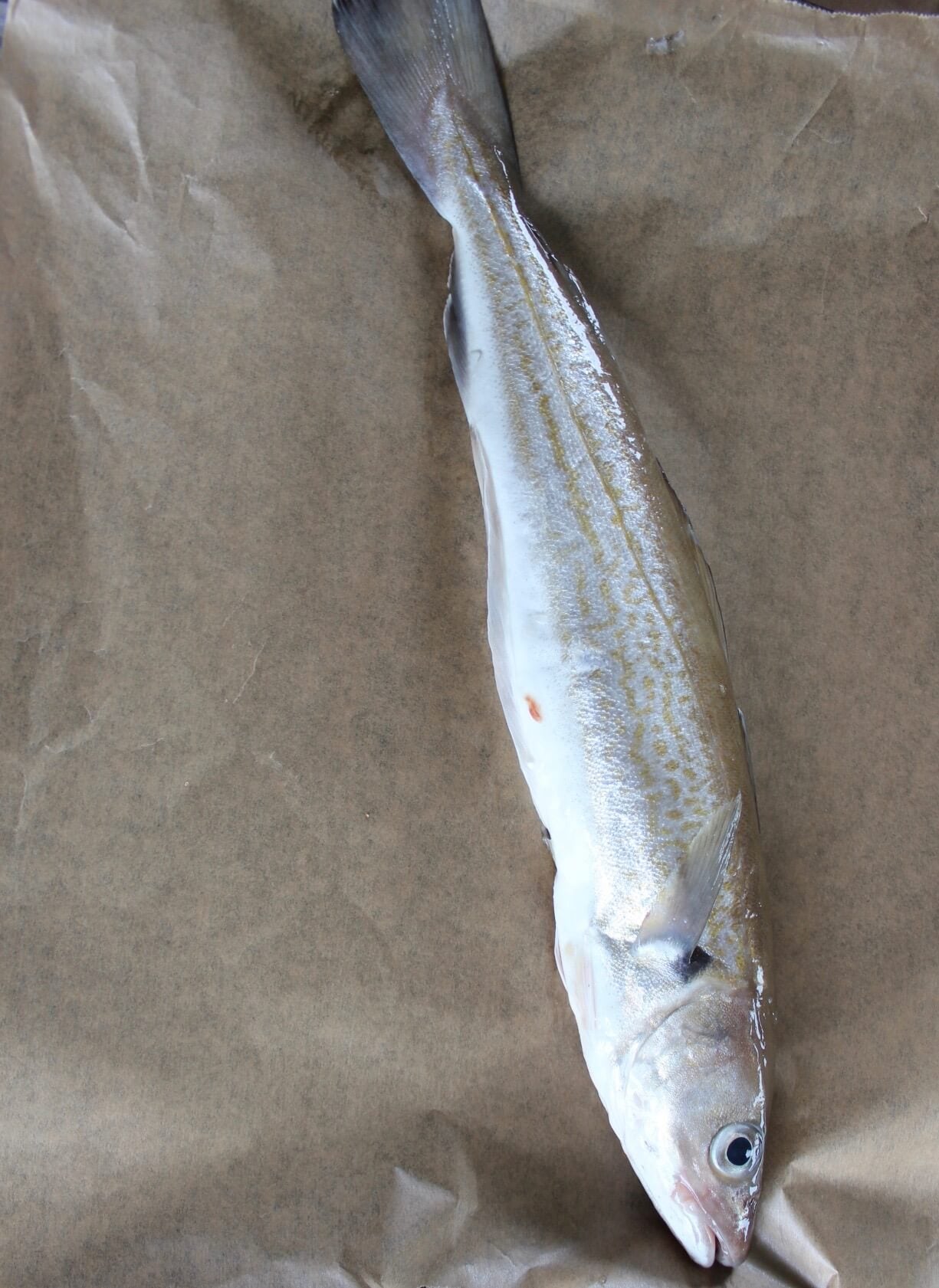 merlan entier - poisson de ligne